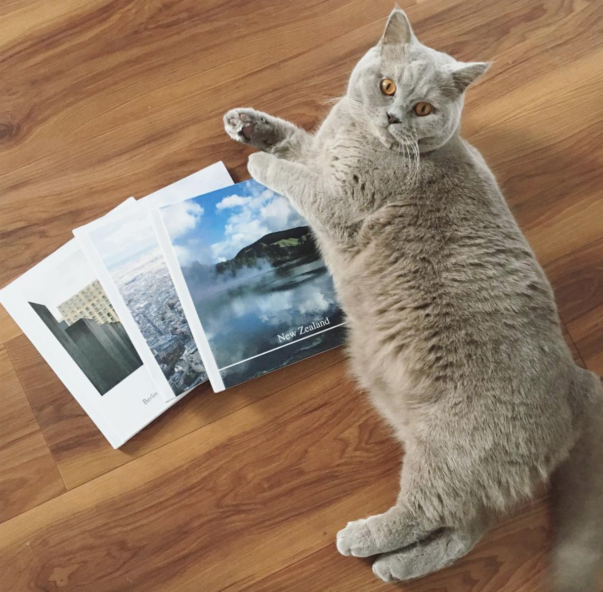 The Top 10 Home Instagram Accounts For Animal Lovers Topology